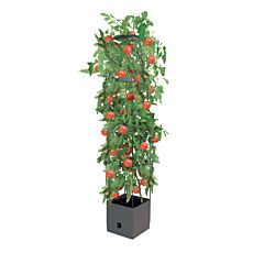 Pot pour culture de tomates, équipée d'un réservoir d'eau et de tuteurs