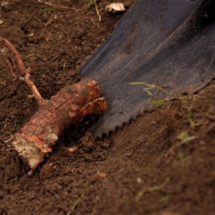 Bêche Hammersmith Rayzer Shovel tout-en-un pour le jardinage