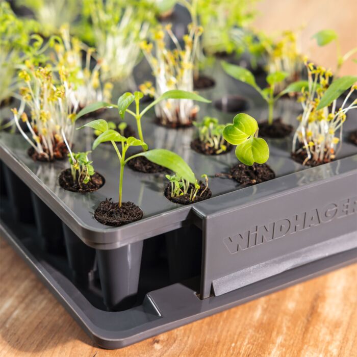 Système d'entraînement des racines, pour 40 plantes