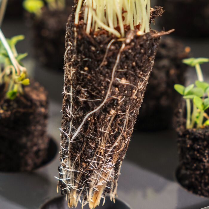 Système d'entraînement des racines, pour 40 plantes