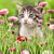 Parure de lit chaton fleuri
