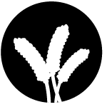 Hirse Lv Hirse Lv